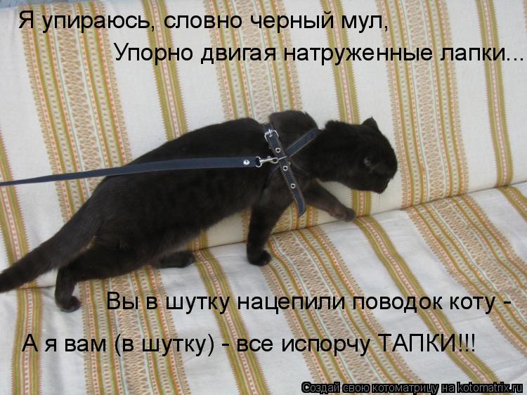 Я упираюсь, словно черный мул, Упорно двигая натруженные лапки... Вы в шутку нацепили поводок коту -... Котоматрица: Я упираюсь, словно черный мул, Упорно двигая натруженные лапки... Вы в шутку нацепили поводок коту - А я вам (в шутку) - все испорчу ТАПКИ!!!