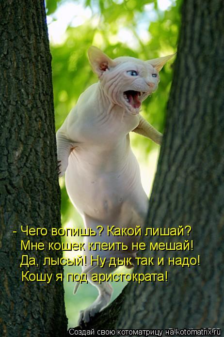 - Чего вопишь? Какой лишай? Мне кошек клеить не мешай! Да, лысый! Ну дык так и надо! Кошу я под арист... Котоматрица: - Чего вопишь? Какой лишай? Мне кошек клеить не мешай! Да, лысый! Ну дык так и надо! Кошу я под аристократа!