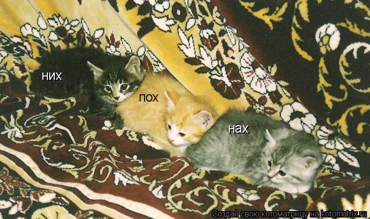 них пох нах... Котоматрица: них пох нах