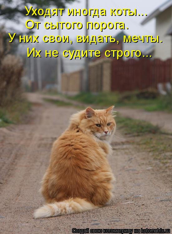 Уходят иногда коты... От сытого порога. У них свои, видать, мечты. Их не судите строго...... Котоматрица: Уходят иногда коты... От сытого порога. У них свои, видать, мечты. Их не судите строго...