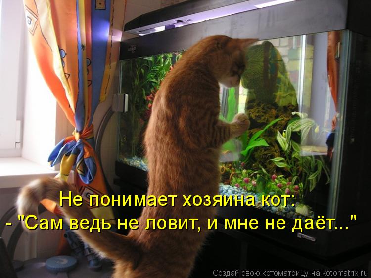 Не понимает хозяина кот: - "Сам ведь не ловит, и мне не даёт..."... Котоматрица: Не понимает хозяина кот: - "Сам ведь не ловит, и мне не даёт..."