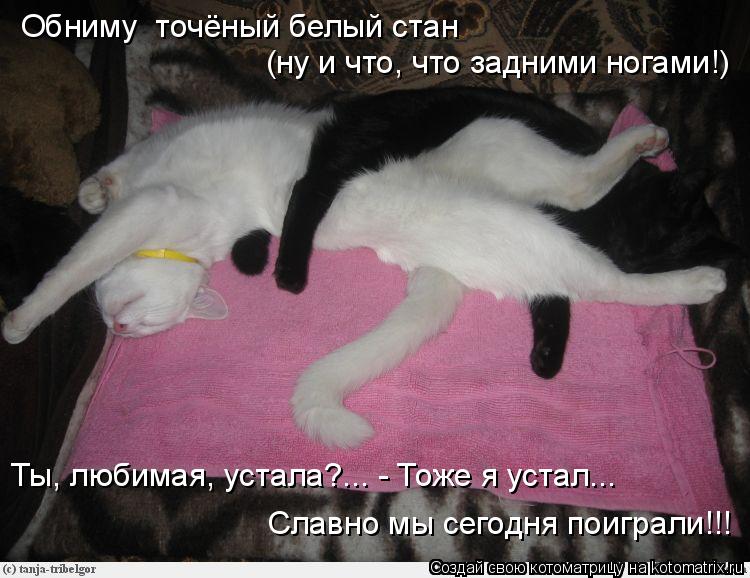 Обниму точёный белый стан (ну и что, что задними ногами!) Ты, любимая, устала?... - Тоже я устал... ... Котоматрица: Обниму точёный белый стан (ну и что, что задними ногами!) Ты, любимая, устала?... - Тоже я устал... Славно мы сегодня поиграли!!!