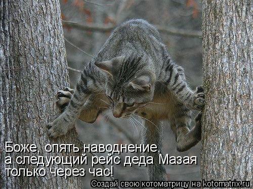 Котоматрица: Боже, опять наводнение,  а следующий рейс деда Мазая только через час!