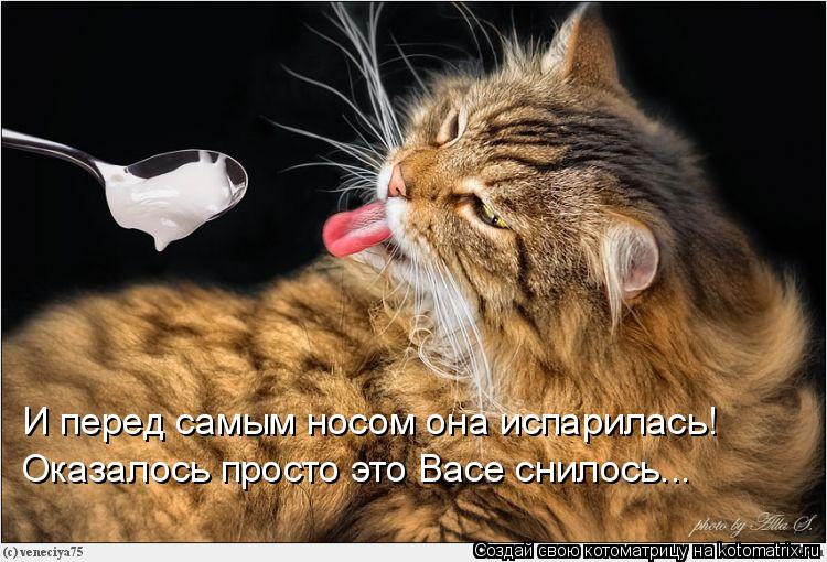 И перед самым носом она испарилась! Оказалось просто это Васе снилось...... Котоматрица: И перед самым носом она испарилась! Оказалось просто это Васе снилось...