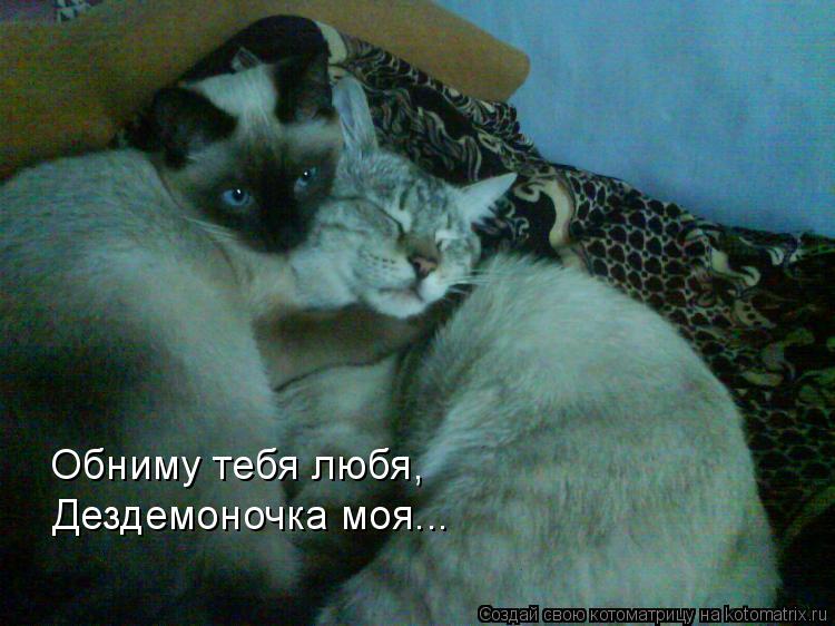 Дездемоночка моя... Обниму тебя любя,... Котоматрица: Дездемоночка моя... Обниму тебя любя,