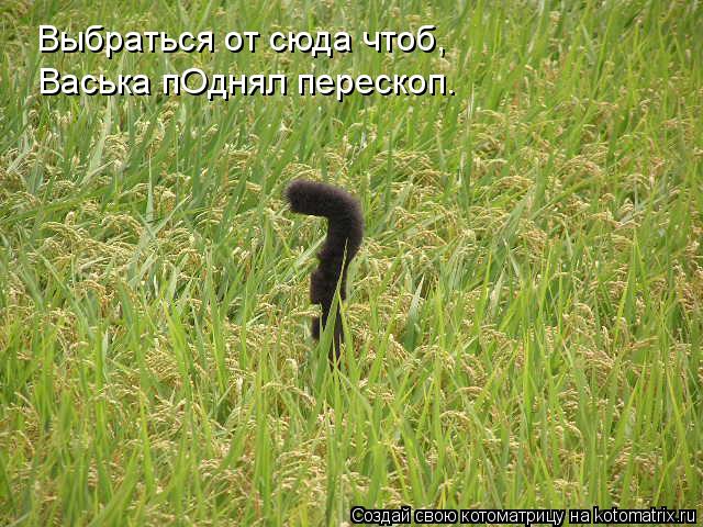Выбраться от сюда чтоб, Васька пОднял перескоп.... Котоматрица: Выбраться от сюда чтоб, Васька пОднял перескоп.