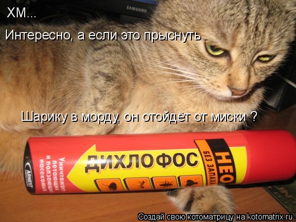 ХМ... Интересно, а если это прыснуть Шарику в морду, он отойдёт от миски ?... Котоматрица: ХМ... Интересно, а если это прыснуть Шарику в морду, он отойдёт от миски ?