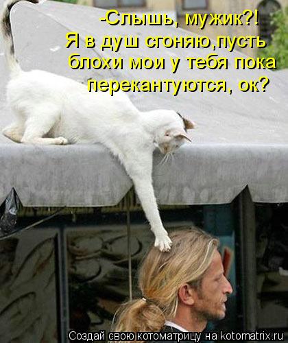 -Слышь, мужик?! Я в душ сгоняю,пусть блохи мои у тебя пока перекантуются, ок?... Котоматрица: -Слышь, мужик?! Я в душ сгоняю,пусть блохи мои у тебя пока перекантуются, ок?