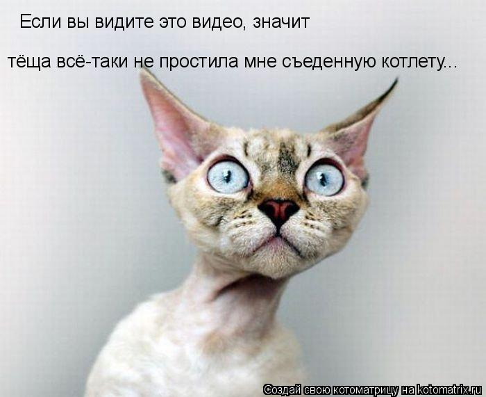 Если вы видите это видео, значит тёща всё-таки не простила мне съеденную котлету...... Котоматрица: Если вы видите это видео, значит тёща всё-таки не простила мне съеденную котлету...