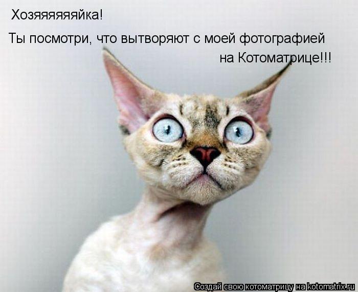 Хозяяяяяяйка! Ты посмотри, что вытворяют с моей фотографией на Котоматрице!!!... Котоматрица: Хозяяяяяяйка! Ты посмотри, что вытворяют с моей фотографией на Котоматрице!!!