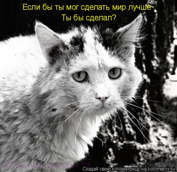 Если бы ты мог сделать мир лучше Ты бы сделал?... Котоматрица: Если бы ты мог сделать мир лучше Ты бы сделал?