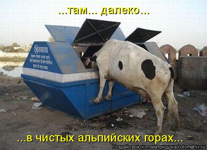 ...там... далеко... ...в чистых альпийских горах...... Котоматрица: ...там... далеко... ...в чистых альпийских горах...