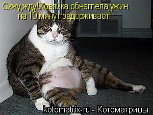 Сижу,жду!Хозяйка обнаглела,ужин на 10 минут задерживает!... Котоматрица: Сижу,жду!Хозяйка обнаглела,ужин на 10 минут задерживает!