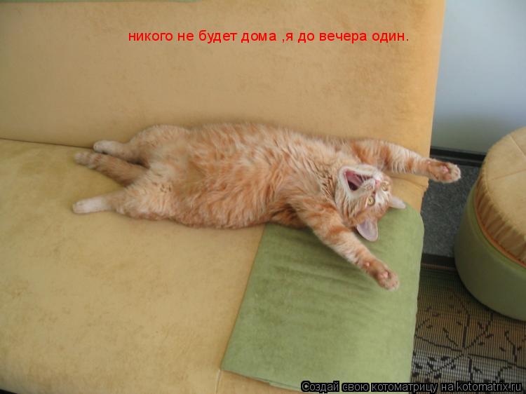 никого не будет дома ,я до вечера один.... Котоматрица: никого не будет дома ,я до вечера один.