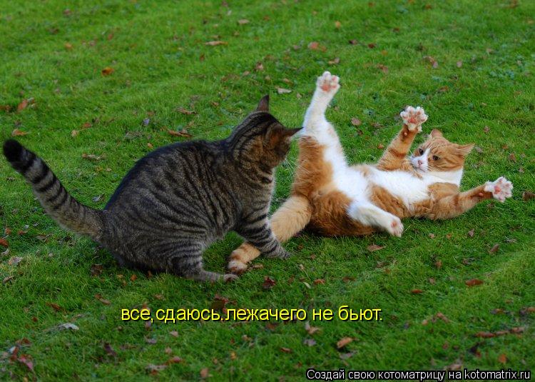 все,сдаюсь.лежачего не бьют.... Котоматрица: все,сдаюсь.лежачего не бьют.
