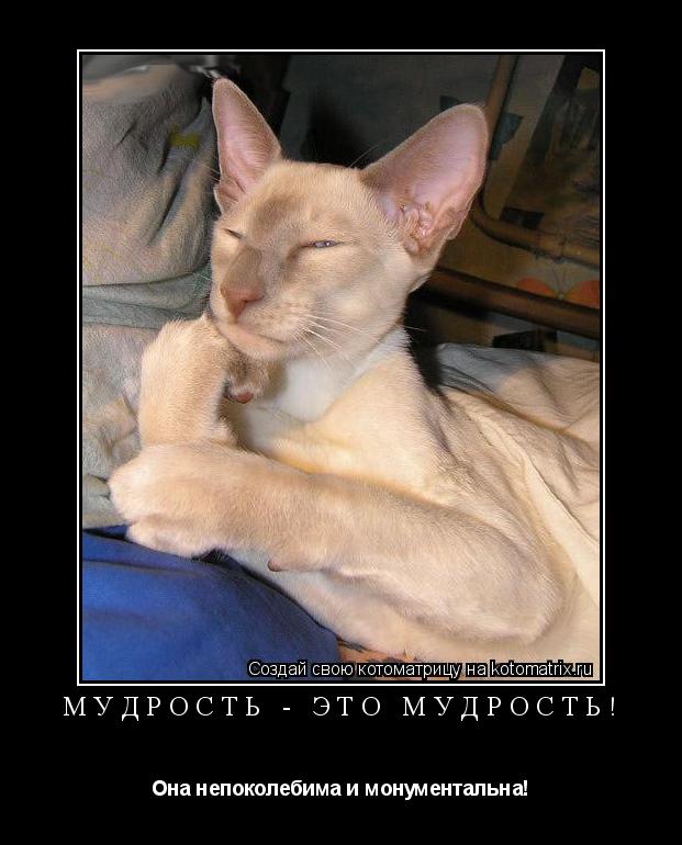 Котоматрица: Мудрость - это мудрость! Она непоколебима и монументальна!