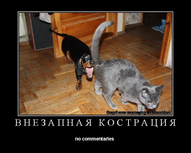 Котоматрица: внезапная кострация no commentaries 