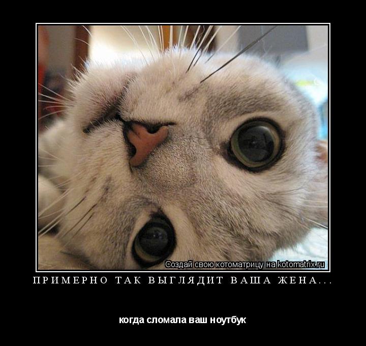 примерно так выглядит ваша жена... когда сломала ваш ноутбук... Котоматрица: примерно так выглядит ваша жена... когда сломала ваш ноутбук