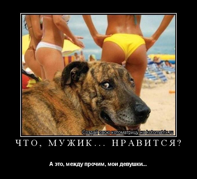 Что, мужик... Нравится? А это, между прочим, мои девушки...... Котоматрица: Что, мужик... Нравится? А это, между прочим, мои девушки...
