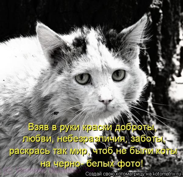 раскрась так мир, чтоб не были коты на черно- белых фото! Взяв в руки краски доброты, любви, небезра... Котоматрица: раскрась так мир, чтоб не были коты на черно- белых фото! Взяв в руки краски доброты, любви, небезразличия, заботы,