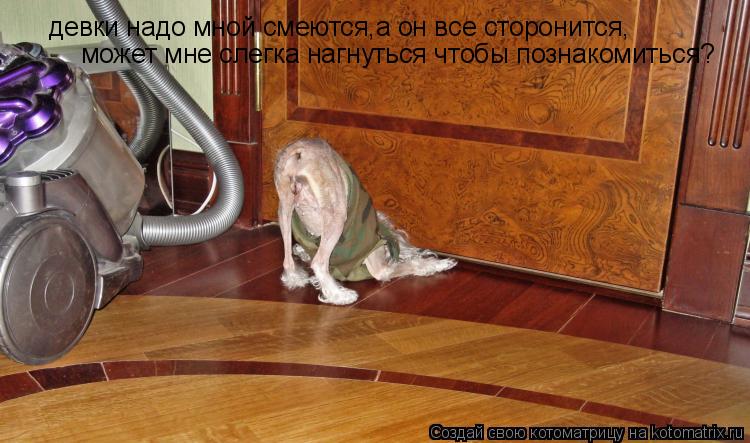 девки надо мной смеются,а он все сторонится, может мне слегка нагнуться чтобы познакомиться?... Котоматрица: девки надо мной смеются,а он все сторонится, может мне слегка нагнуться чтобы познакомиться?