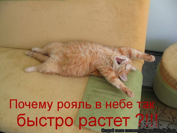 Почему рояль в небе так быстро растет ?!!!... Котоматрица: Почему рояль в небе так быстро растет ?!!!