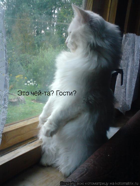 Это чёй-та? Гости?... Котоматрица: Это чёй-та? Гости?