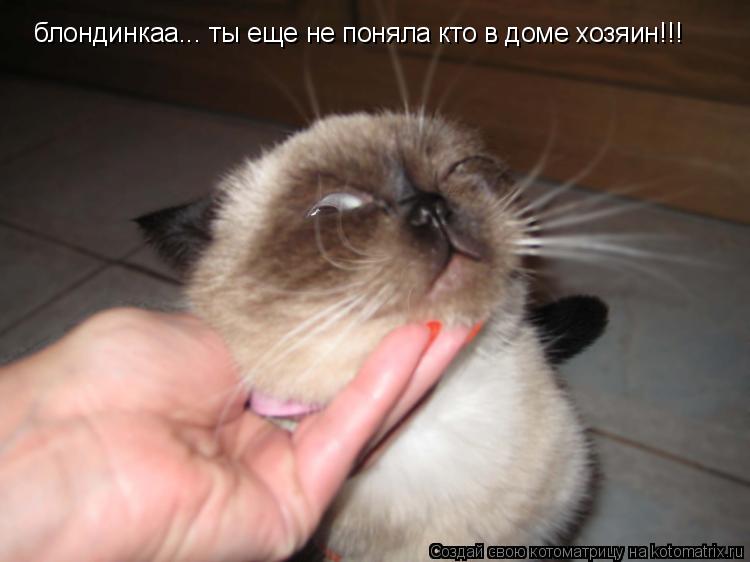 блондинкаа... ты еще не поняла кто в доме хозяин!!!... Котоматрица: блондинкаа... ты еще не поняла кто в доме хозяин!!!