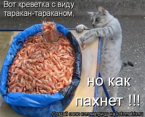 Вот креветка с виду таракан-тараканом, но как пахнет !!!... Котоматрица: Вот креветка с виду таракан-тараканом, но как пахнет !!!