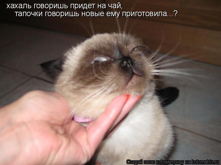 Котоматрица: хахаль говоришь придет на чай, тапочки говоришь новые ему приготовила...?
