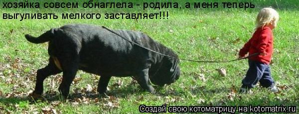 хозяйка совсем обнаглела - родила, а меня теперь выгуливать мелкого заставляет!!!... Котоматрица: хозяйка совсем обнаглела - родила, а меня теперь выгуливать мелкого заставляет!!!