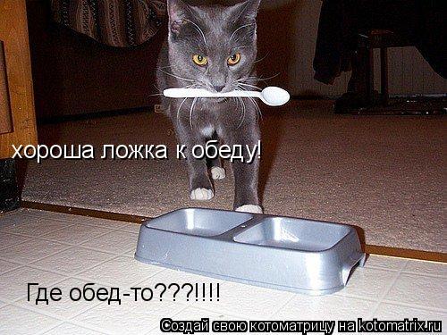 хороша ложка к обеду! Где обед-то???!!!!... Котоматрица: хороша ложка к обеду! Где обед-то???!!!!