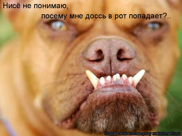 Котоматрица: Нисё не понимаю, посему мне доссь в рот попадает?..