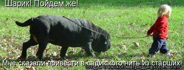 Котоматрица: Шарик! Пойдем же!  Мне сказали привести в садик кого нить из старших!