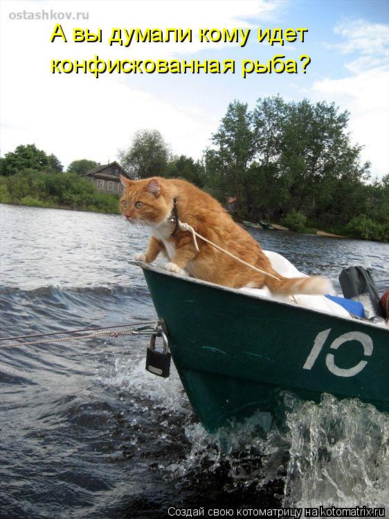 А вы думали кому идет конфискованная рыба?... Котоматрица: А вы думали кому идет конфискованная рыба?
