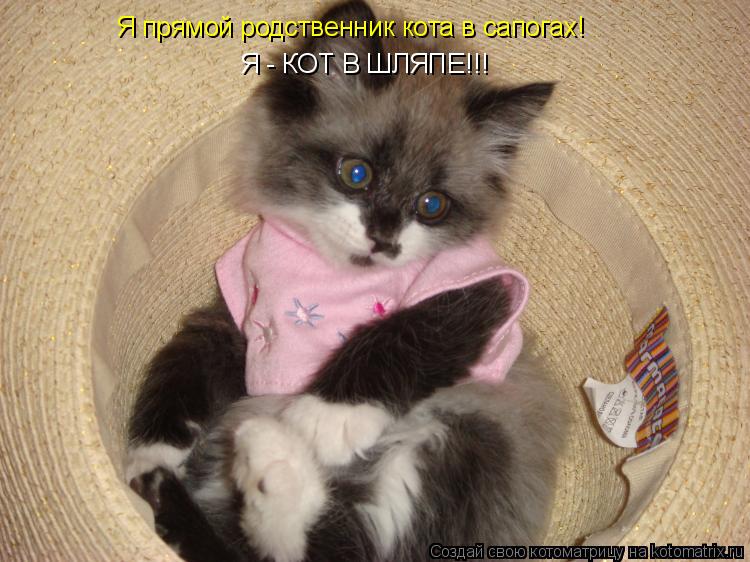 Котоматрица: Я прямой родственник кота в сапогах! Я - КОТ В ШЛЯПЕ!!!