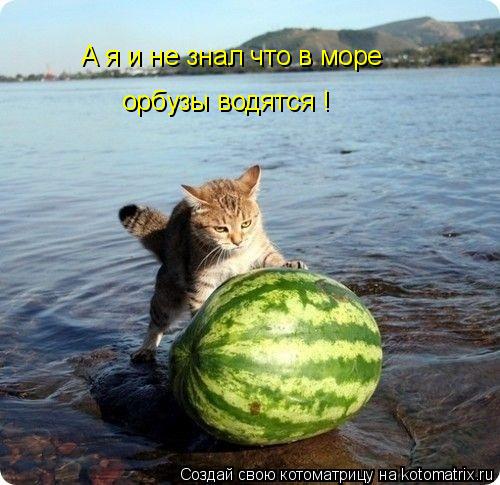 Котоматрица: А я и не знал что в море орбузы водятся !