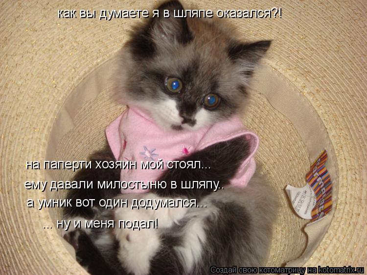 Котоматрица: как вы думаете я в шляпе оказался?! на паперти хозяин мой стоял... ему давали милостыню в шляпу.. а умник вот один додумался... ... ну и меня подал