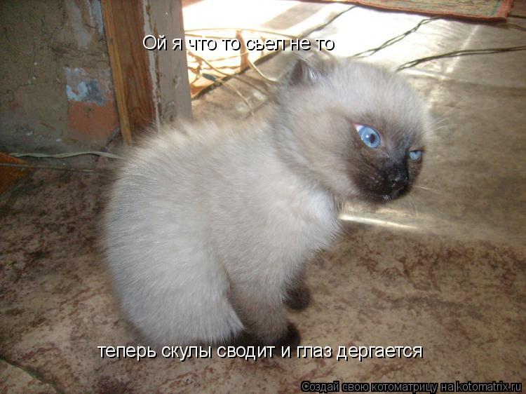 Ой я что то сьел не то теперь скулы сводит и глаз дергается... Котоматрица: Ой я что то сьел не то теперь скулы сводит и глаз дергается