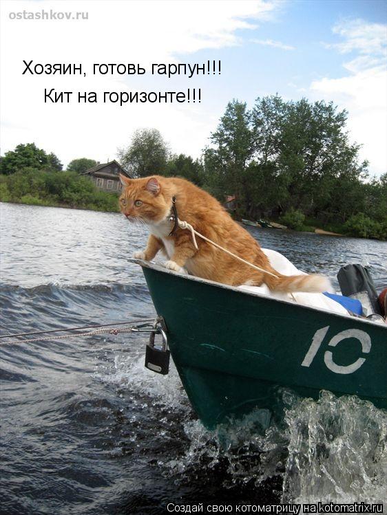 Хозяин, готовь гарпун!!! Кит на горизонте!!!... Котоматрица: Хозяин, готовь гарпун!!! Кит на горизонте!!!