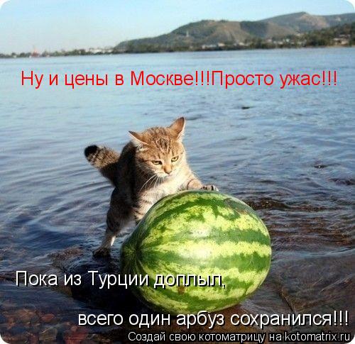 Ну и цены в Москве!!!Просто ужас!!! Пока из Турции доплыл, всего один арбуз сохранился!!!... Котоматрица: Ну и цены в Москве!!!Просто ужас!!! Пока из Турции доплыл, всего один арбуз сохранился!!!