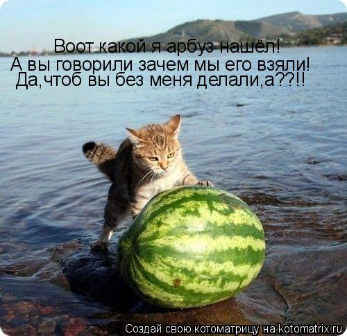 Воот какой я арбуз нашёл! А вы говорили зачем мы его взяли! Да,чтоб вы без меня делали,а??!!... Котоматрица: Воот какой я арбуз нашёл! А вы говорили зачем мы его взяли! Да,чтоб вы без меня делали,а??!!