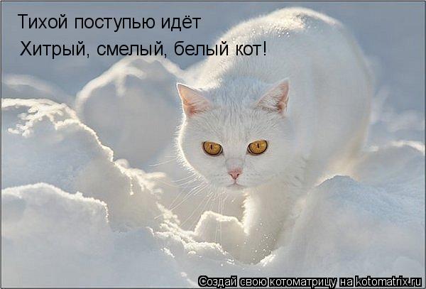 Тихой поступью идёт Хитрый, смелый, белый кот!... Котоматрица: Тихой поступью идёт Хитрый, смелый, белый кот!