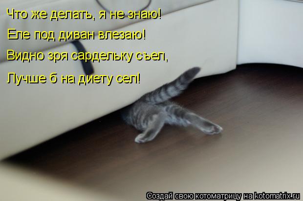 Что же делать, я не знаю! Еле под диван влезаю! Видно зря сардельку съел, Лучше б на диету сел!... Котоматрица: Что же делать, я не знаю! Еле под диван влезаю! Видно зря сардельку съел, Лучше б на диету сел!