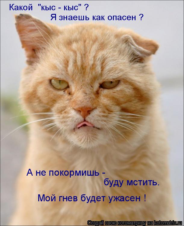 Какой "кыс - кыс" ? Я знаешь как опасен ? А не покормишь - буду мстить. Мой гнев будет ужасен !... Котоматрица: Какой "кыс - кыс" ? Я знаешь как опасен ? А не покормишь - буду мстить. Мой гнев будет ужасен !