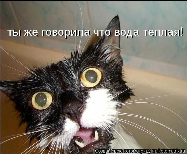 ты же говорила что вода теплая!... Котоматрица: ты же говорила что вода теплая!