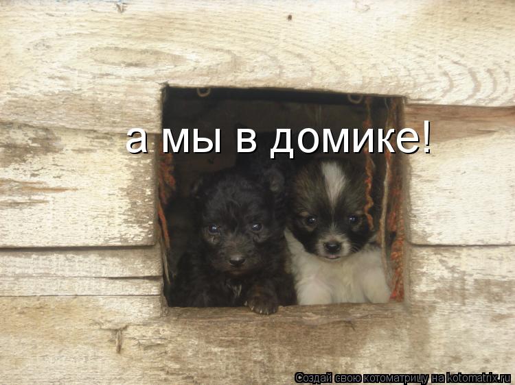 а мы в домике!... Котоматрица: а мы в домике!
