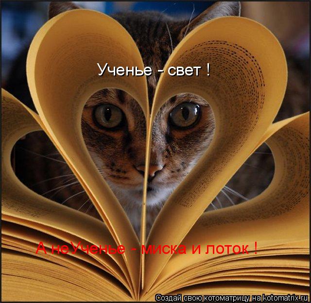Ученье - свет ! А неУченье - миска и лоток !... Котоматрица: Ученье - свет ! А неУченье - миска и лоток !