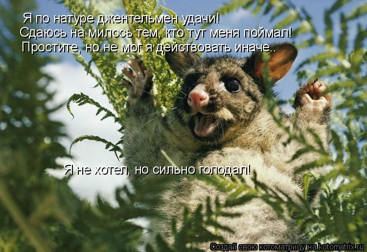 Я по натуре джентельмен удачи! Простите, но не мог я действовать иначе.. Я не хотел, но сильно голода... Котоматрица: Я по натуре джентельмен удачи! Простите, но не мог я действовать иначе.. Я не хотел, но сильно голодал! Сдаюсь на милось тем, кто тут меня пойм