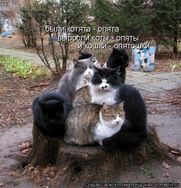 были котята - опята выросли коты - опяты и кошки - опятошки... Котоматрица: были котята - опята выросли коты - опяты и кошки - опятошки